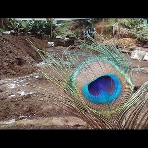 Meet your Posher, Selene